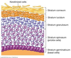 Layers of the epidermis showing keratinocyte maturation