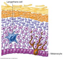 Melanocyte and Langerhans cell in the epidermis