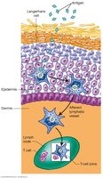 Langerhans cell antigen presentation pathway