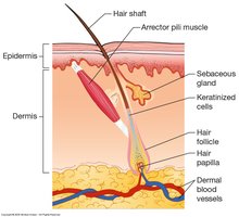 Hair follicle and associated structures