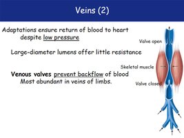 Venous valves and skeletal muscle pump