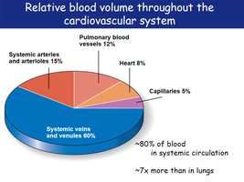 Pie chart of blood volume distribution