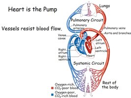 Heart as pump and vessel resistance