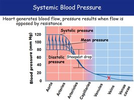 Graph of systemic blood pressure across vessel types