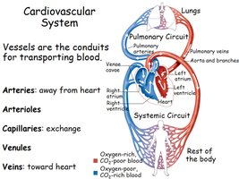 Diagram of cardiovascular system showing pulmonary and systemic circuits