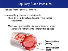 Capillary blood pressure and permeability
