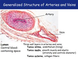 Histological section showing artery and vein wall layers