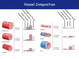 Comparative diagram of vessel wall composition