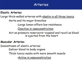 Summary of elastic and muscular arteries