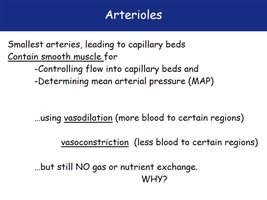 Arterioles: structure and function