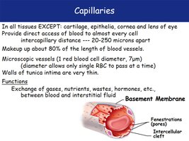 Capillary structure and exchange features