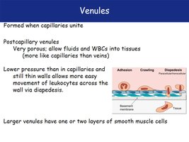 Venule structure and leukocyte movement