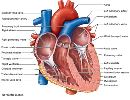 Ventricles and internal features