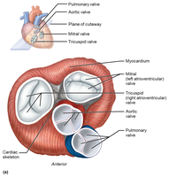 AV valves