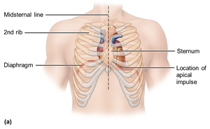 Heart position relative to ribs and sternum