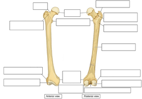 Pelvic bones, anterior view
