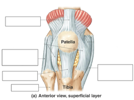 Knee joint, anterior view