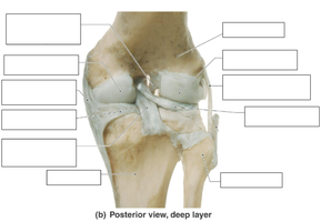 Knee joint, posterior view