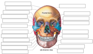 Labeled lateral view of the skull