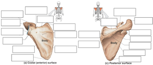 Bones of the hand, color-coded