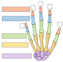 Femur, anterior and posterior views