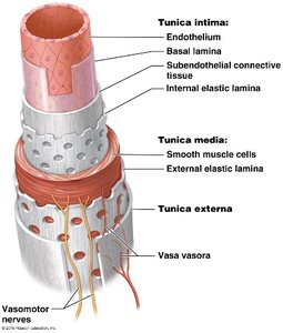 Structure of blood vessel wall showing tunica intima, media, and externa