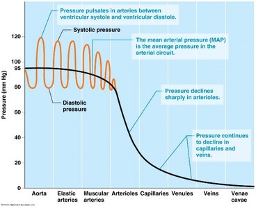 Graph of blood pressure changes across vessel types