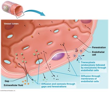 Mechanisms of capillary exchange