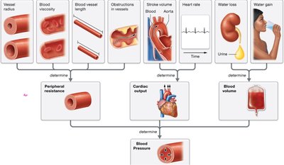 Summary diagram of factors affecting blood pressure