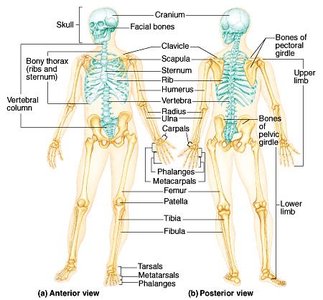Diagram of the human skeleton, showing axial and appendicular divisions
