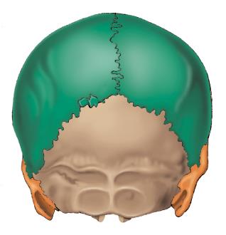 Sutures - Sagittal, Lambdoid