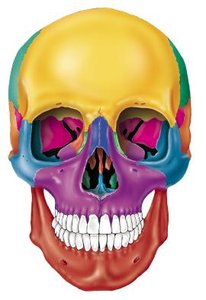 Cranial Bones