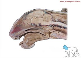 Midsagittal section of the head showing brain regions