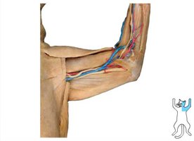 Nerves of the forelimb