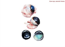 Cow eye, several views