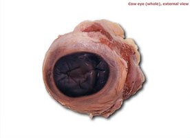 Cow eye, external view