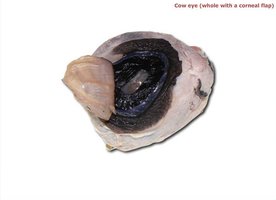 Cow eye, whole with a corneal flap