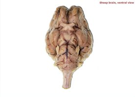 Sheep brain, ventral view