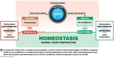 Diagram of homeostatic regulation using a thermostat as an example