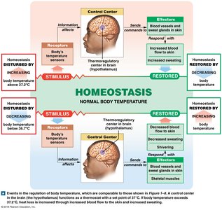 Diagram of homeostatic regulation of body temperature