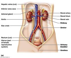 Organs of the urinary system, including kidneys, ureters, bladder, and urethra