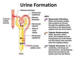 Diagram of urine formation: filtration, reabsorption, secretion