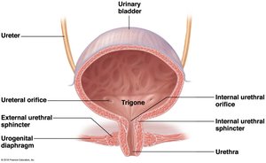 Bladder and sphincter anatomy