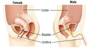 Comparison of male and female urinary tracts