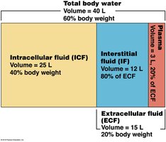 Body water compartments: ICF, ECF, plasma