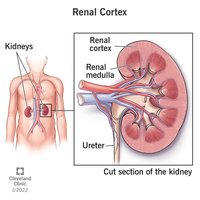 Renal cortex and medulla in a kidney cross-section