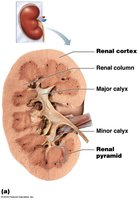 Internal anatomy of the kidney showing cortex, columns, calyces, and pyramids