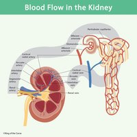 Blood flow in the kidney, showing arteries, glomerulus, and nephron