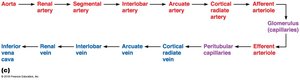 Pathway of renal blood vessels from aorta to renal vein
