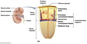 Nephron structure within the kidney